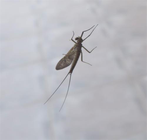 Ecdyonurus sp.